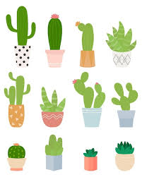 Cute Cactus Plant In Pots Indoor Plants