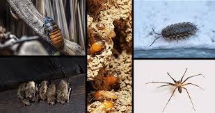 Common Basement Bugs And How To Deal