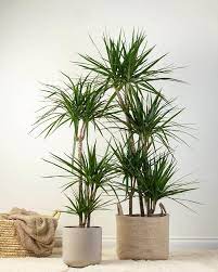 Indoor Plants That Look Like Palm Trees