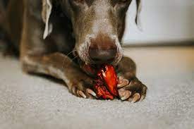Toxic Food For Dogs What Can Dogs Not