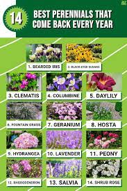 The 14 Best Perennial Plants That Come