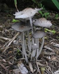 Fungal Lifeforms In Our Garden