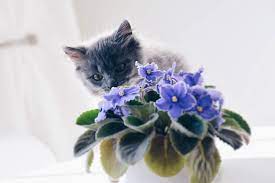 21 Cat Friendly Flowers You Can Buy Or