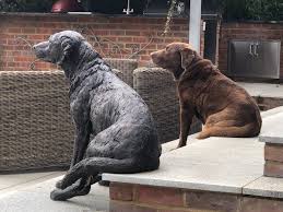 Bronze Labrador Sitting On Step