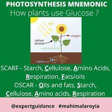 How Plant Use Glucose Mnemonic