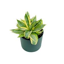 Garden Plants Best Plants For Your