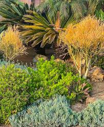 Plant Safely In Drought Tolerant Landscapes