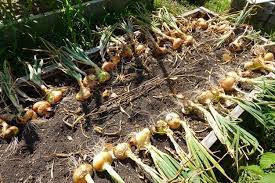 Backyard Garden Harvest Onions