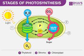 Photosynthesis Definition Process