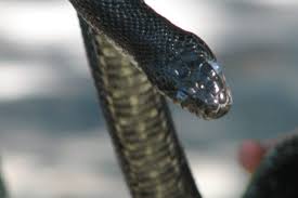 Fleeting Wonders A Rat Snake In A
