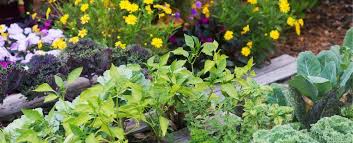 July Planting Guide Veggies Herbs