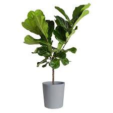 Fiddle Leaf Fig Indoor Plant