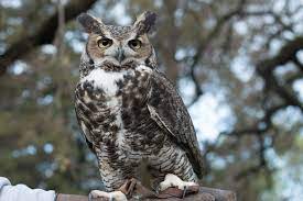 Great Horned Owl Sacramento Zoo
