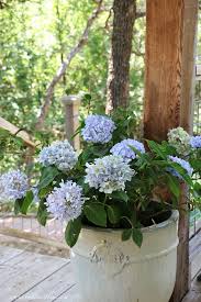 French Country Pale Blue Hydrangeas
