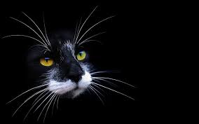 Hd Wallpaper White And Black Cat Face