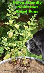 8 Dog Friendly Plants That Repel Bugs