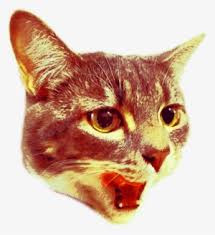 laser cats laser cat clipart png