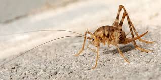 Pin On Spider Crickets