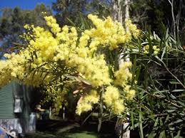 Native Australian Plants Trees Ezyplant