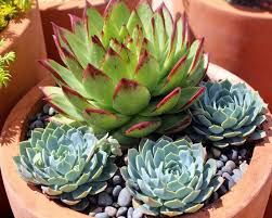 Growing Succulents Successfully In
