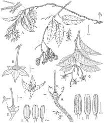 Dulcamaroid Clade Of Solanum