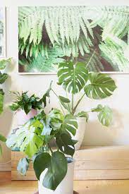 18 Most Beautiful Indoor Plants 5