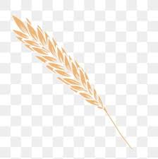 Wheat Crop Png Transpa Images Free