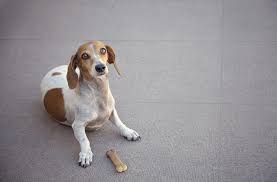 Pet Urine Odor And Stains On Your Carpet