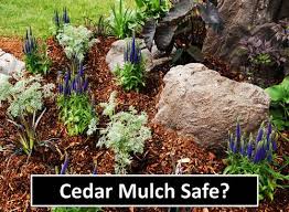 Does Cedar Mulch Repel Pollinators And