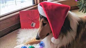 Holiday Gift Guide For Collie