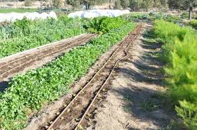 Solar Powered Drip Irrigation System