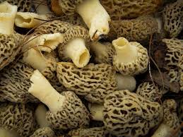 Do These Wild Morel Mushrooms Deserve
