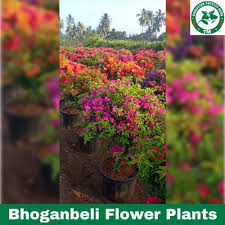 Bogan Bell Flower Plants Nyctaginaceae