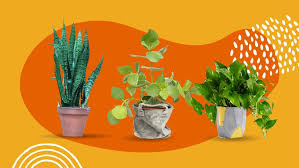 13 Types Of Indoor Plants Beginners Won