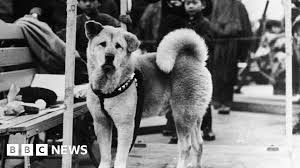Hachiko The World S Most Loyal Dog