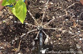 How To Water A Vegetable Garden The