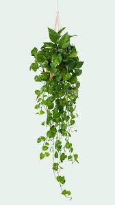 Climbing Plant Images Free