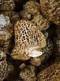 Growing The Elusive Morel Mushroom