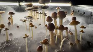 Novel Psilocybin Experiment