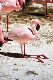 Premium Photo Pink Flamingo Sitting