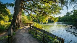 A Bald Cypress Tree And A Boardwalk At