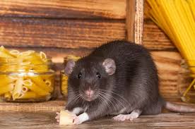 Rats In New Jersey Prevent Rats In