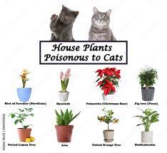 Set Of House Plants Poisonous To Cats