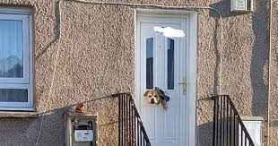 Scots Dog Goes Viral After Ripping Off