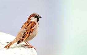 Sparrows Miche Pest Control