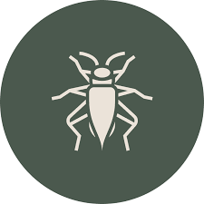 Cricket Pest Control In Arizona Cape