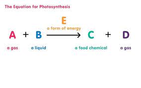 Photosynthesis B6 Flashcards Quizlet