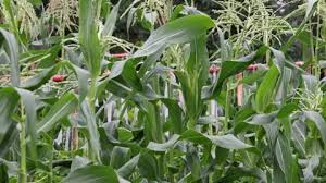 Corn In The Home Garden Agriculture