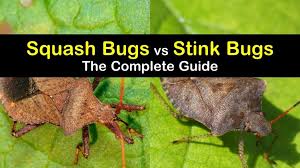 Are Squash Bugs And Stink Bugs The Same
