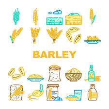 Barley Grain Wheat Icons Set Vector Rye